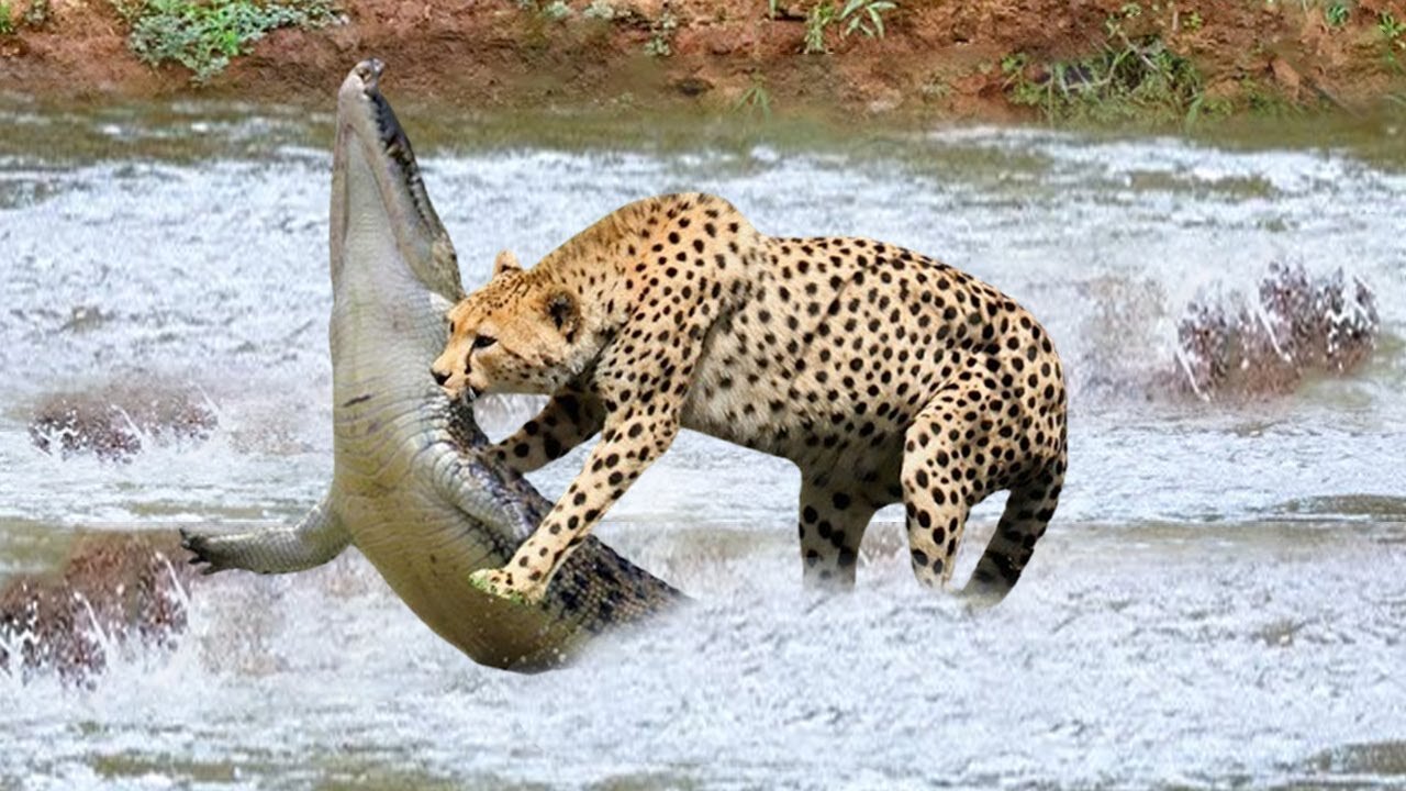 CROCODILE IS KING SWAMP! CHEETAH SURRENDER BECAUSE THE CROCODILE POWER IS TOO GREAT, LION VS HYENAS