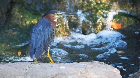 Green Heron Explores