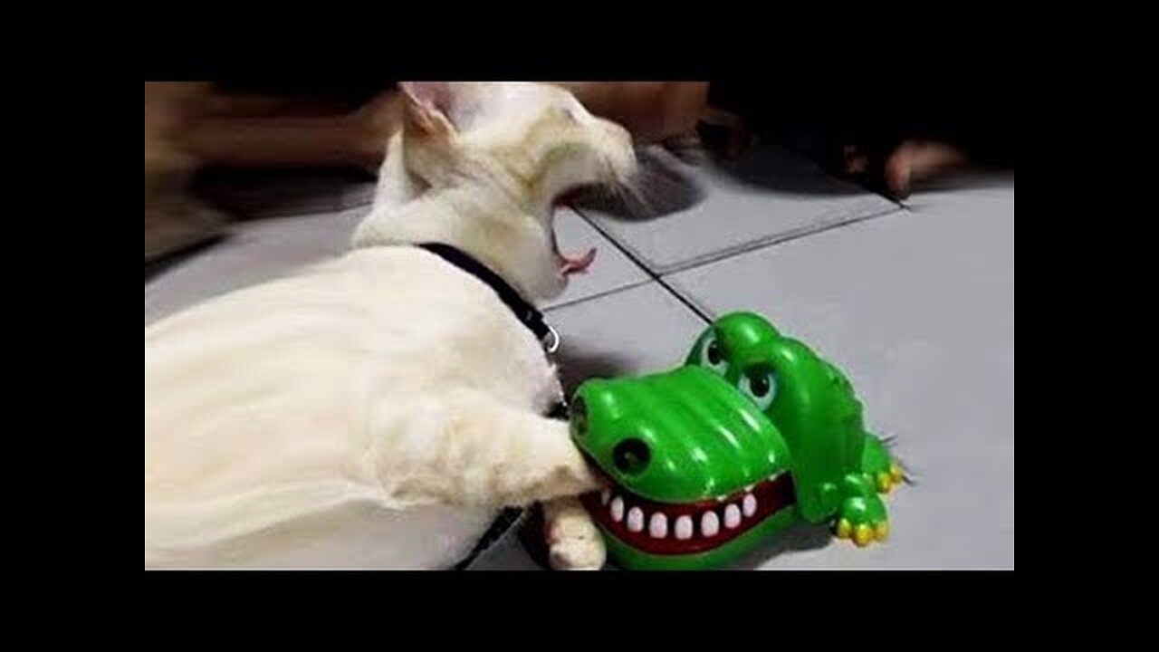 Best Animal Videos 2024 | Funny Cats and Dogs | Cats Funny Videos