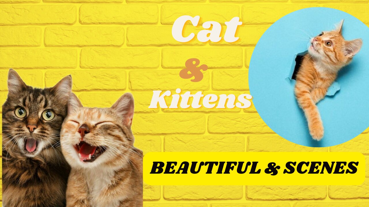 Animal footage | Cat and Kittens Beautiful & scenes | part 1