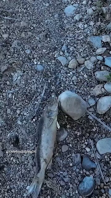 Rip Dead Walleye at Lake New John Bismark ND
