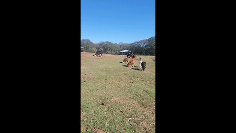 Cows and calves on a fall morning.
