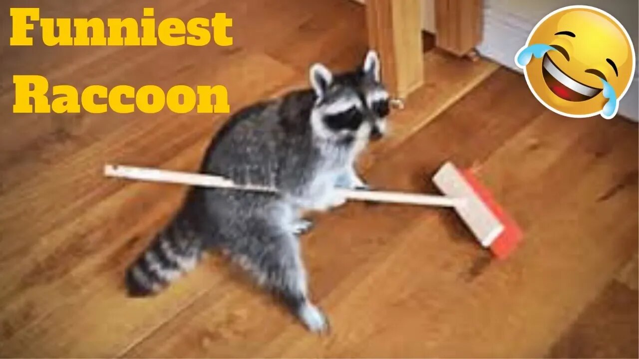 💥Funniest Raccoon Viral Weekly😂🙃💥 of 2019| Funny Animal Videos💥👌