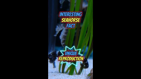 Interesting Seahorse Fact | Unique Reproduction #seahorse #marineanimals #wildlife #marinelife