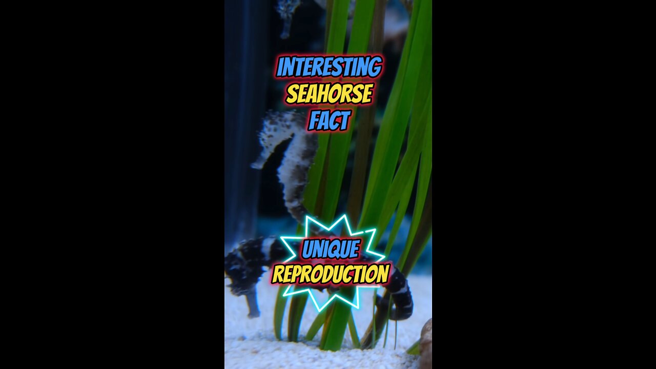 Interesting Seahorse Fact | Unique Reproduction #seahorse #marineanimals #wildlife #marinelife