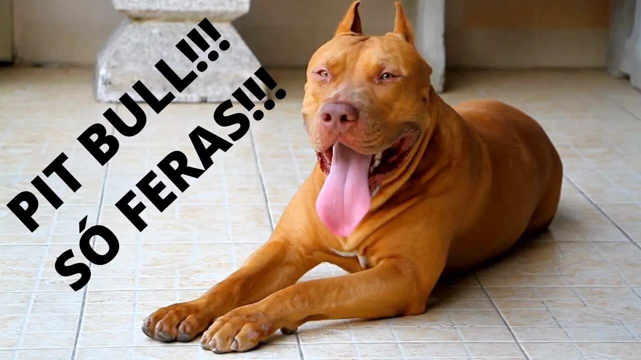 Pit Bull!!! Só Feras!!!