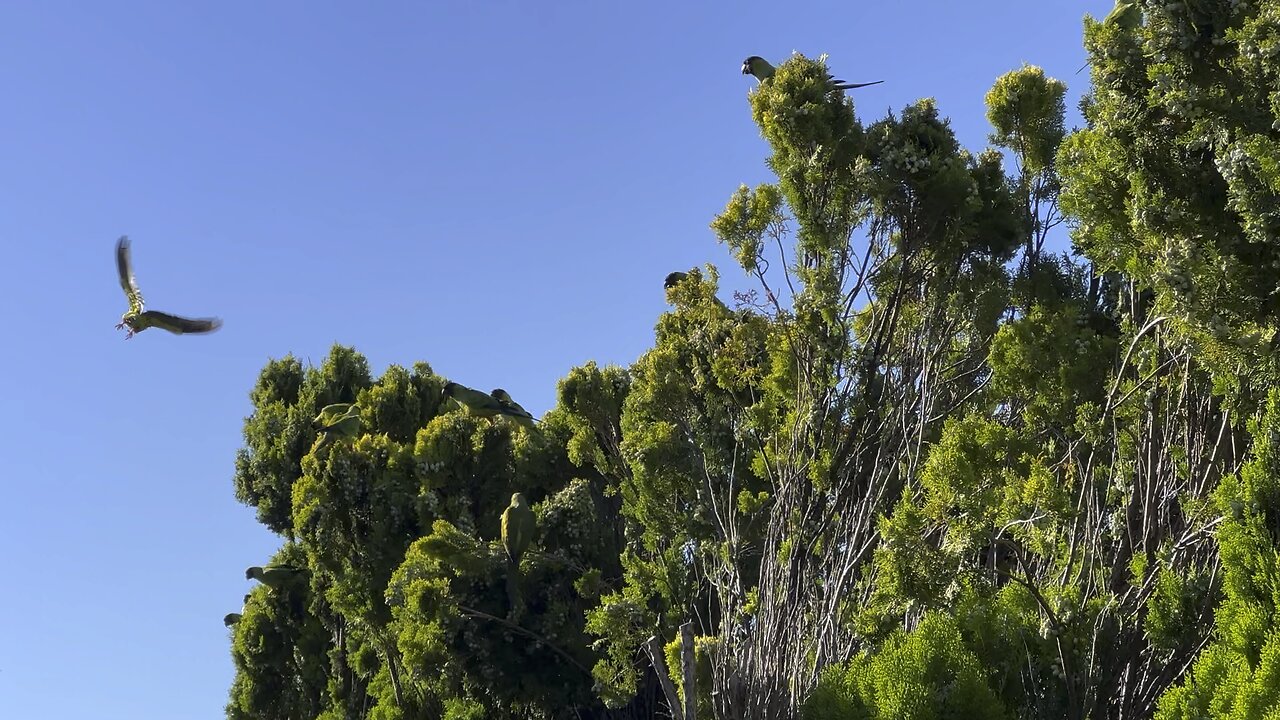 SoCal Parrot Party