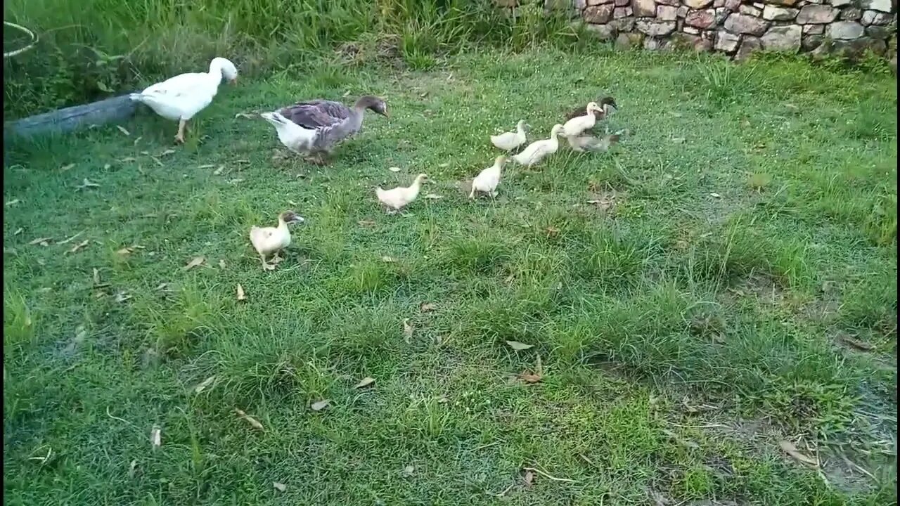 Some Ducklings and geese eating some grass before bed time 31st January 2022