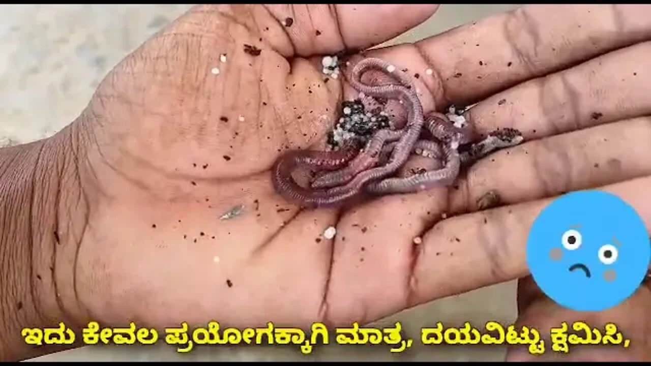 uriya ka asar dekhiae live dikhaya Gaya hai uriya rasayanik khad ka practical Kiya gaya hai