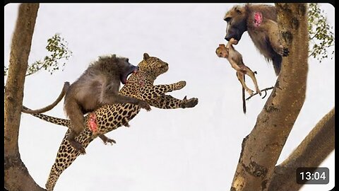 Fierce Battle_ Clan Baboon Risked Their Lives To Fight Leopa