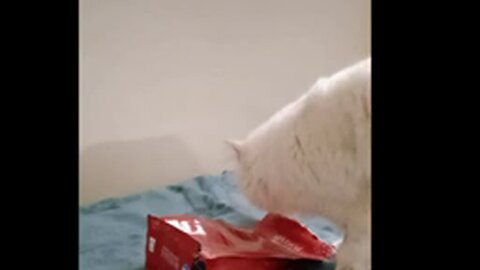 funny video 2023