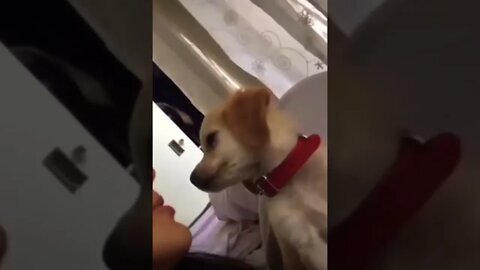 Best friends 👑 🥺❤️ please get this viral | #viral | #funnydogs | #trending | #shorts