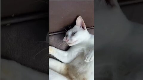 Cat#funny#