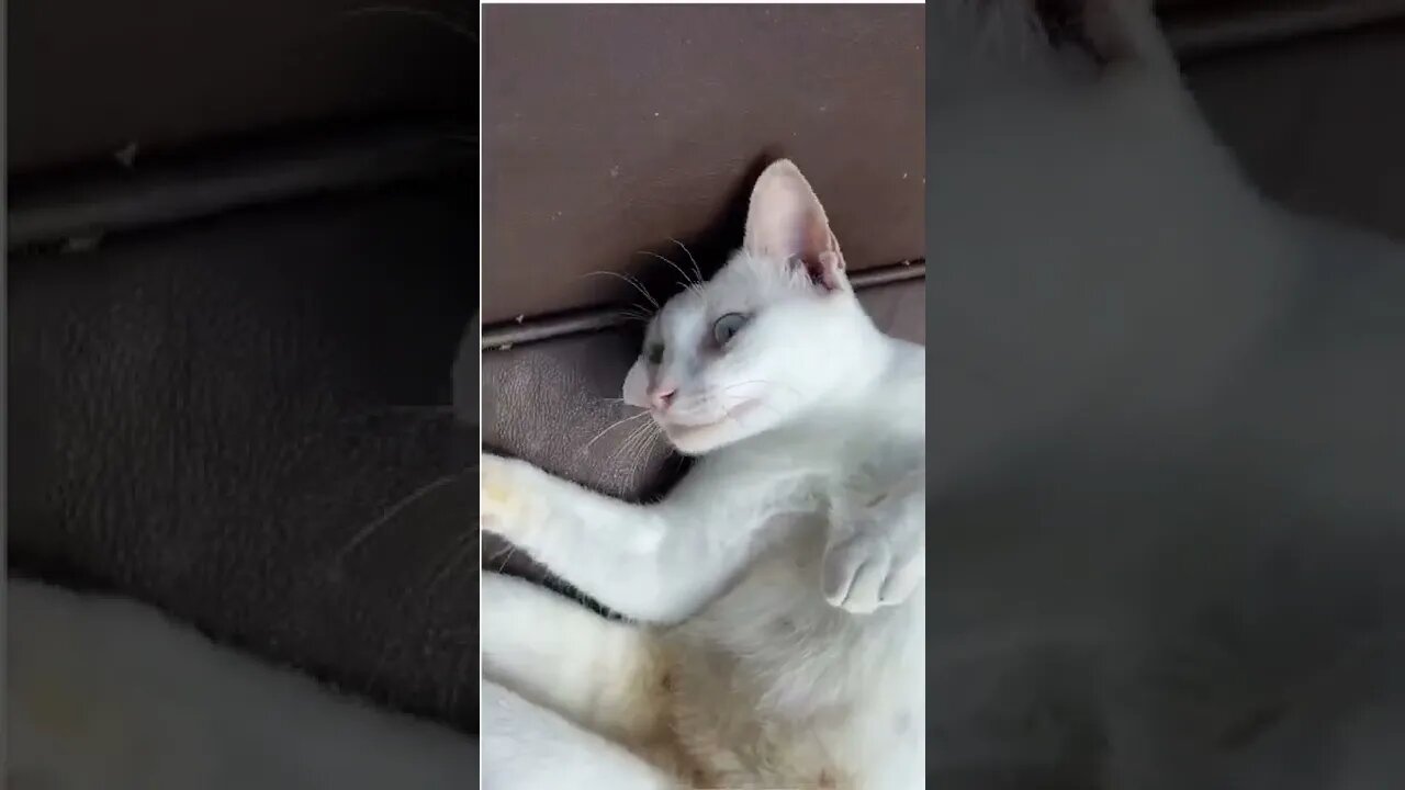 Cat#funny#