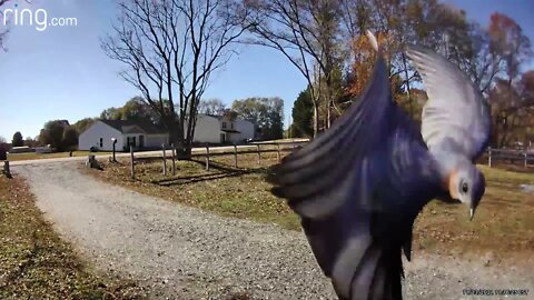 Birds nest on my Ring camera