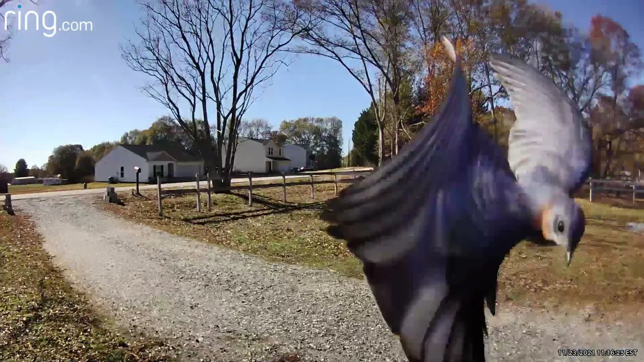 Birds nest on my Ring camera