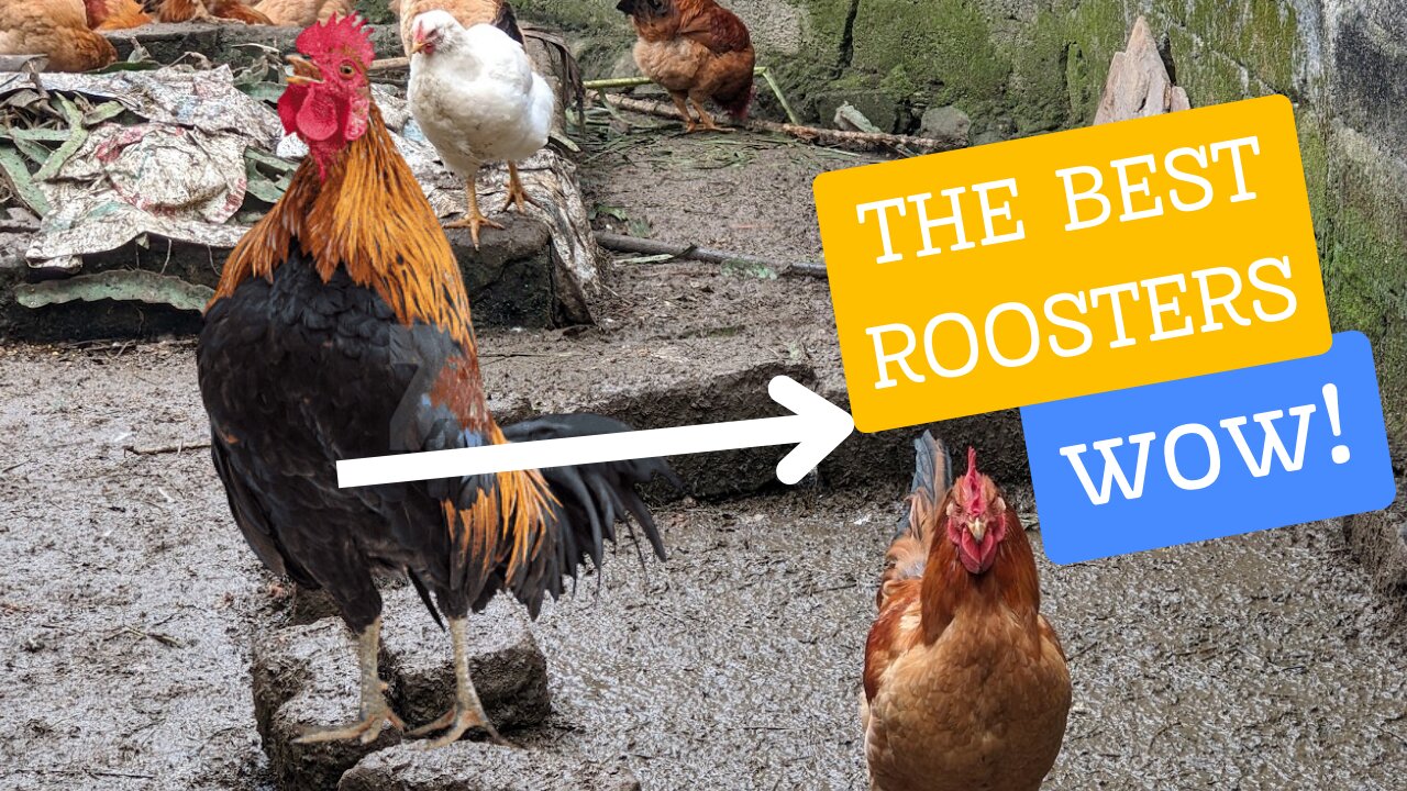 THE BEST ROOSTERS! Roosters Crowing Sound |The kids will love it