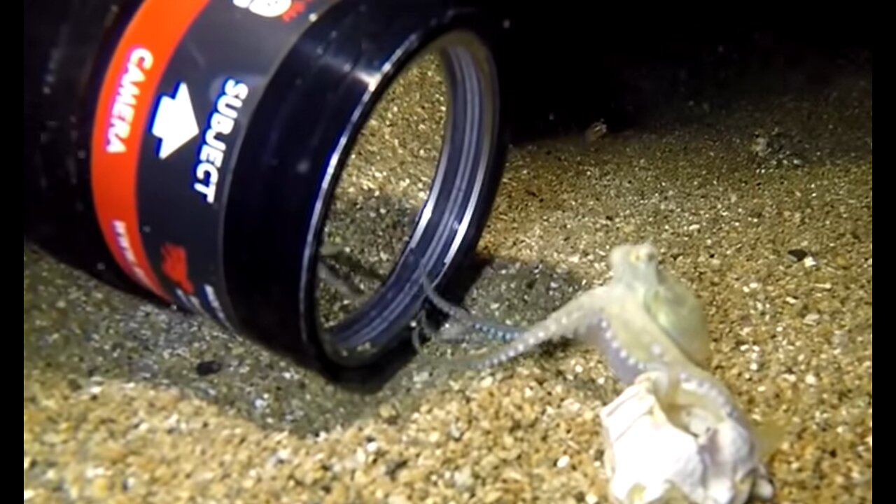 Baby Octopus Discovers Camera