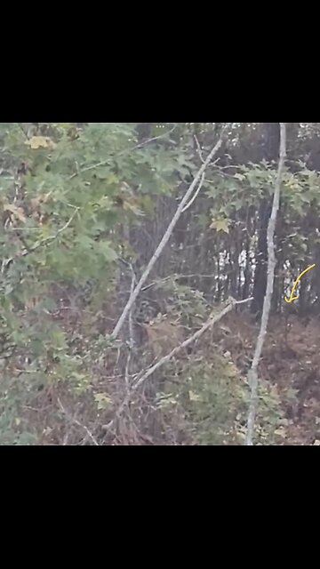 SEVERAL MONKEYS ESCAPED🐒🏭🦍RESEACH FACILITY IN SOUTH CAROLINA👨‍🔬🏭🐒💫