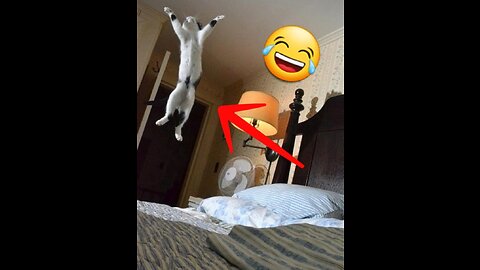 (MUST SEE) Impossible Challenge | Funny animals | Cats & Dogs | Funny videos