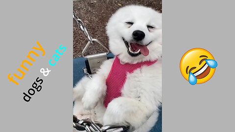 Funniest Animals Video - Funny Dogs And Cats