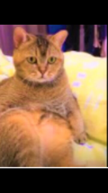 Best Of The 2022 Funny Animal Videos #funnycat #funnydog #cutecat #shorts 🤣 🐶 Dogs 😻 Cats