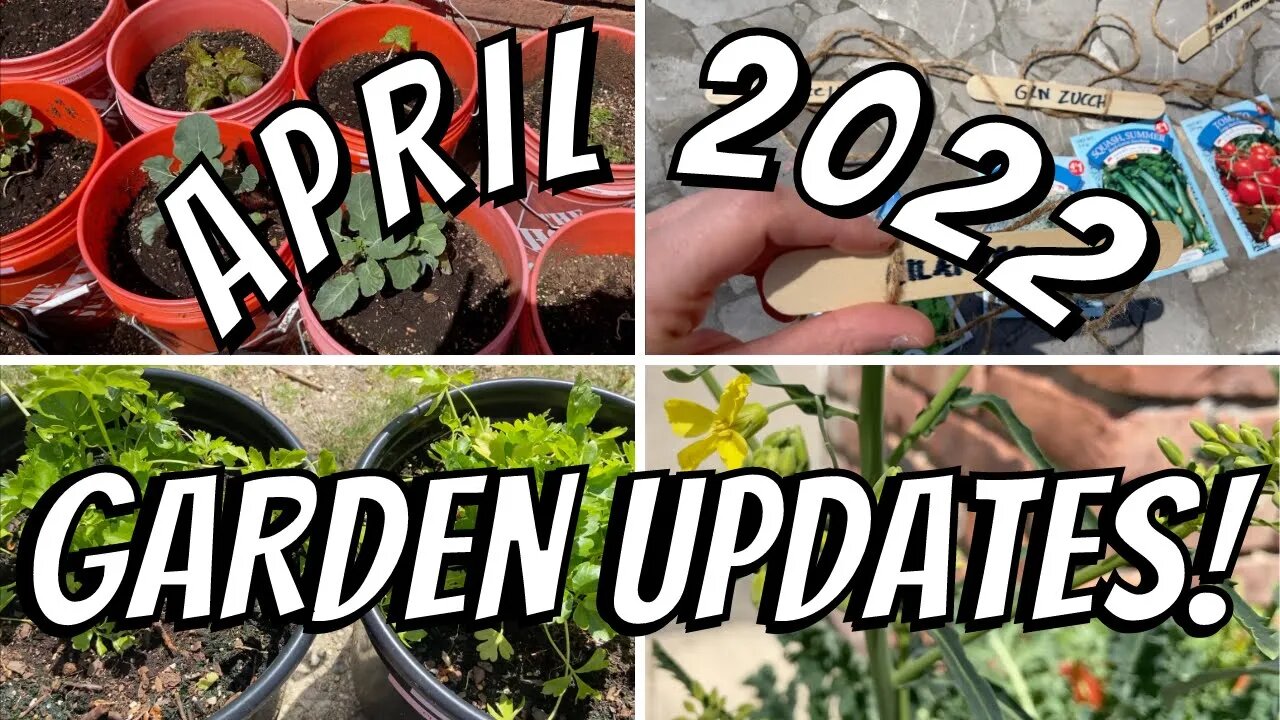 GROWING OUR OWN FOOD | Weekend Bucket Garden Update + Starting Some More Dollar Tree Seeds!