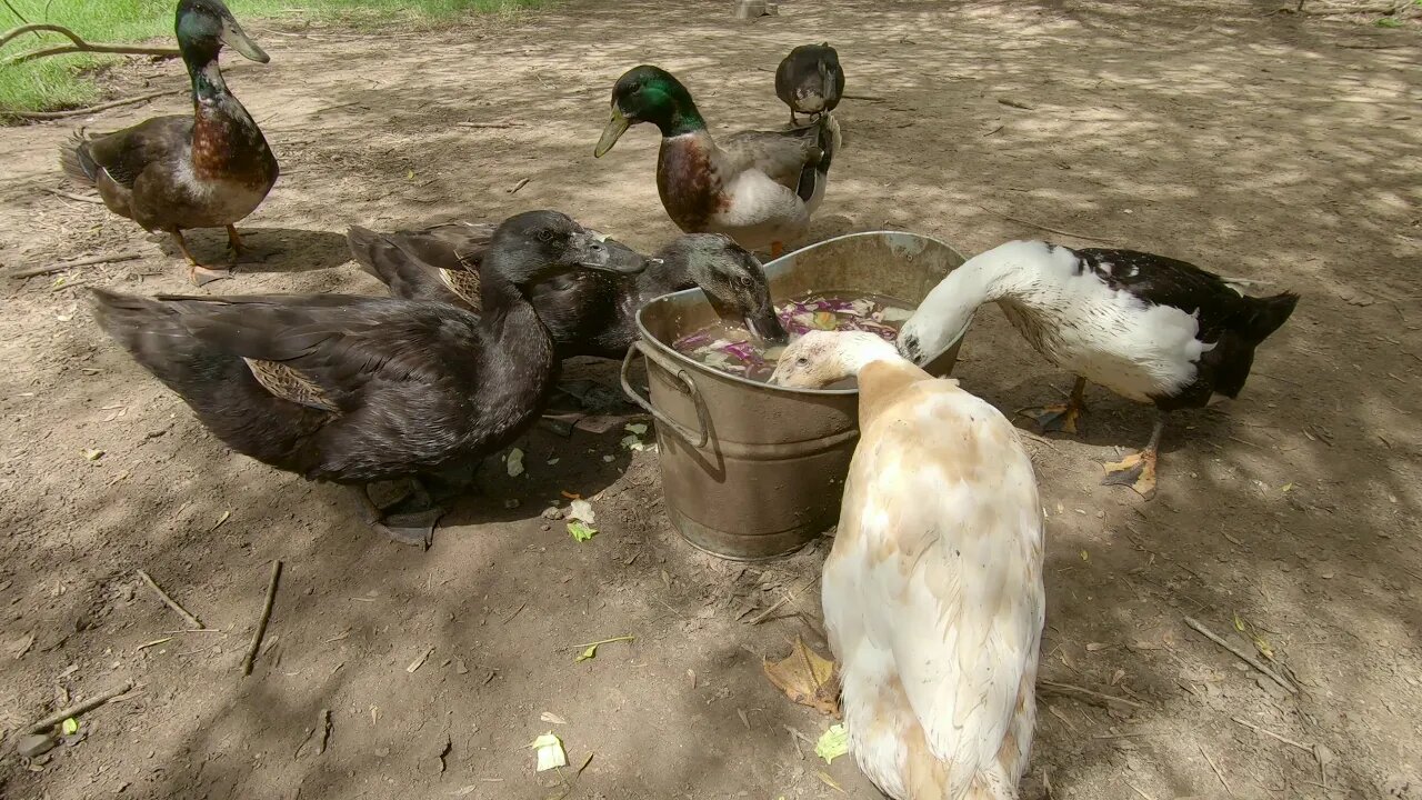 🦆 ASMR 🔊 Salad in the Duck Water