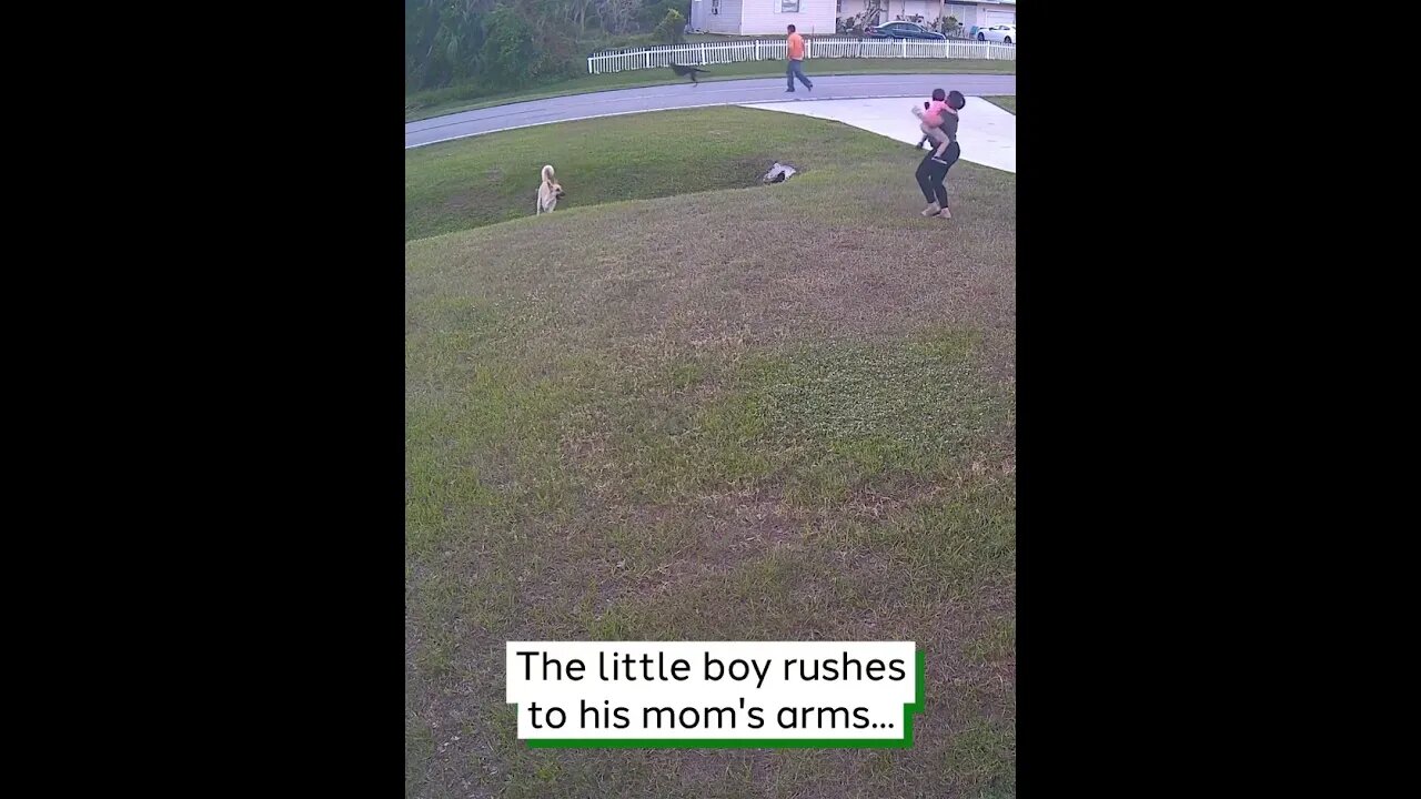 Dog Protects A Young Florida Boy hd