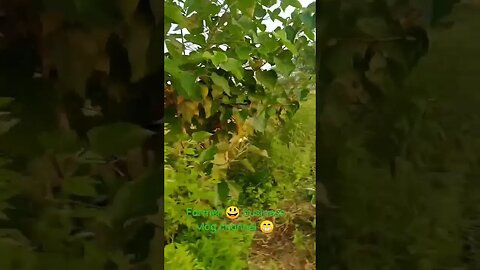#farming #motivation in #shortvideo be #vlog #trending fro#today #motivationalquotes farmar🌞🌿🌱#fact