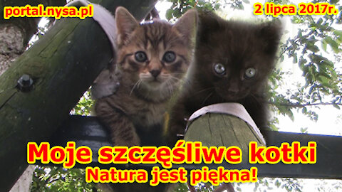 Moje szczęśliwe kotki🐈 Natura jest piękna! Bajeczka edukacyjna - antyssytemowa, z życia wzięta!