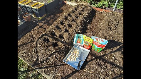 Planting Giant Montana Garlic 10/17/24