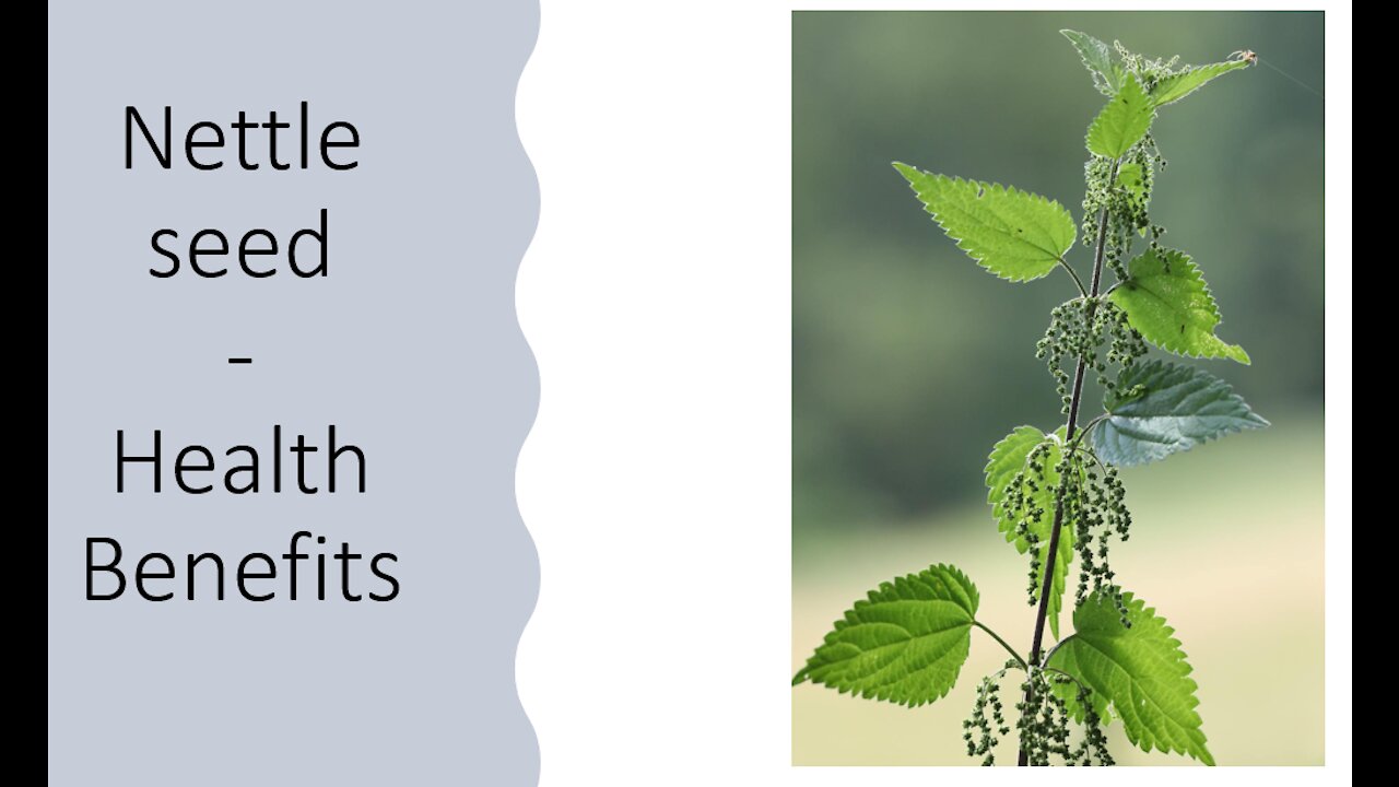 Nettle Seed Benefits - Adaptogen - Energy, Enthusiasm, Vitality, Zest for life & Motivation