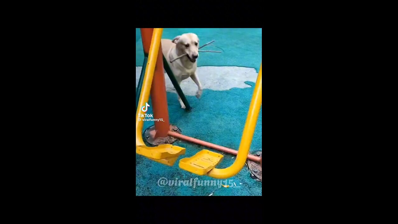 Dog having fun in a swing