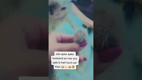 Ishq Nay Aise Halat ki hai funny cat videos #cat #shorts #funny