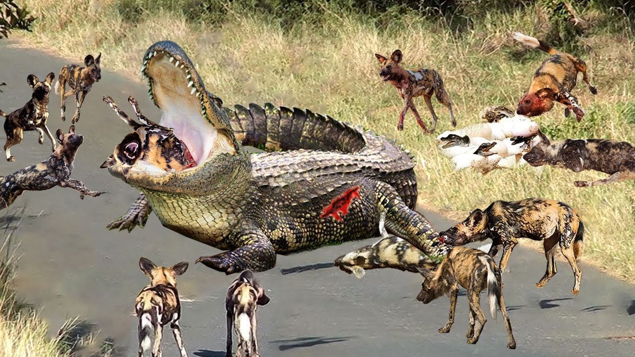 Wild Dog Crying For Help Under Sharp Teeth Flock Of Wild Dogs Attack Crocodile To Rescue But Failed