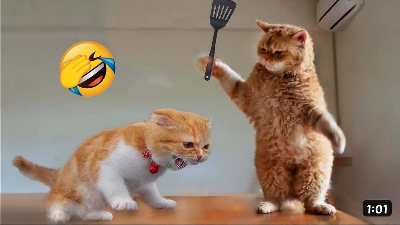 Cats funny moments 😹😹