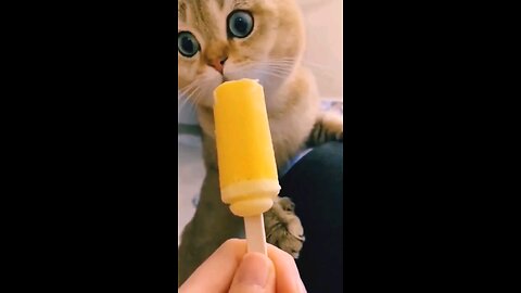 cute cat video part 8