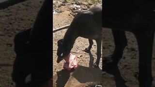 Disabled greyhound enjoys lamb bones