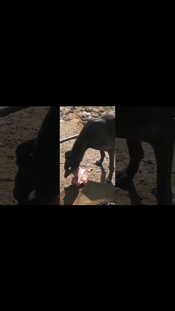 Disabled greyhound enjoys lamb bones