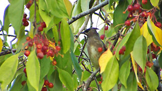 Cedar Waxwing