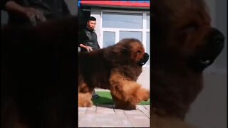 giant dog