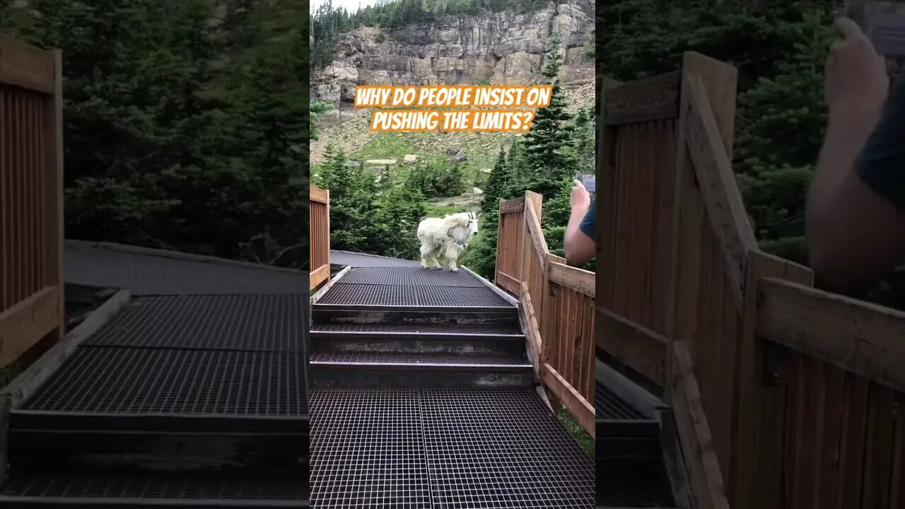 🐐