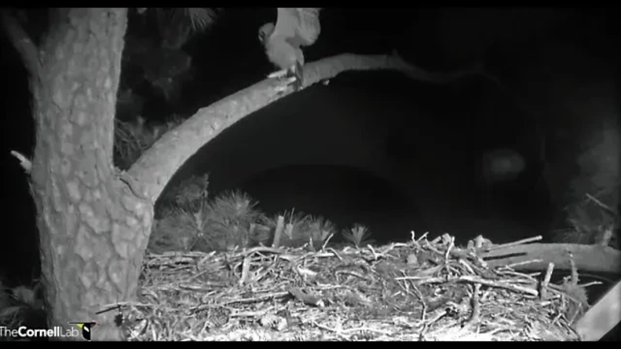 The Owlet Leaps Up to Another Branch Off-Cam 🦉 4/14/22 00:46