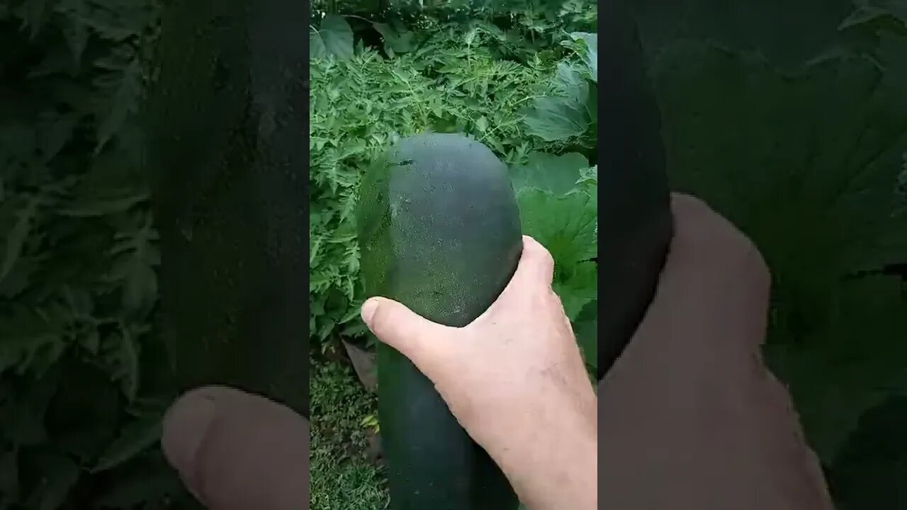 Now that's a big zucchini