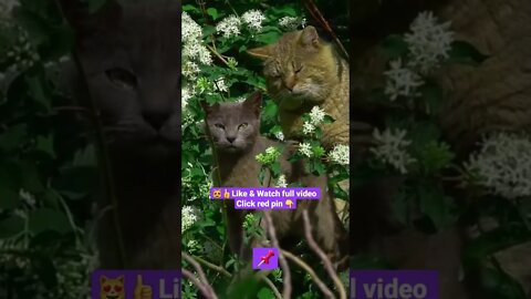 cute cat videos 😹funny videos 😂1380😻#shorts #catvideos #funnycatsvideos #cat #funny_cat #cutecat