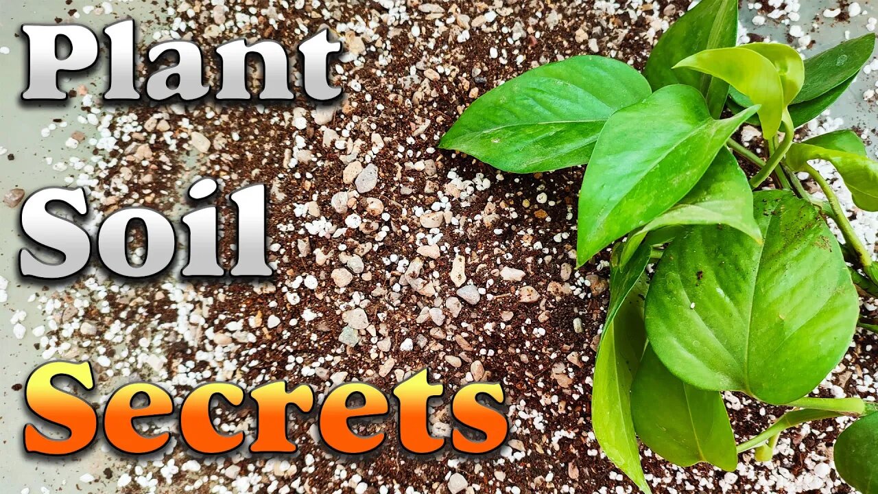 Pothos soil mix | The secret of money plant soil mix