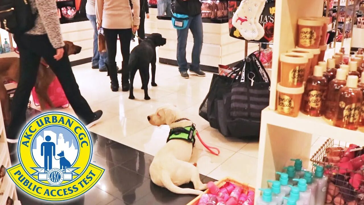 Darla the 6 Month Old Dogo Argentino Earns the AKC's Urban Canine Title (CGCU) [GUWD#15]