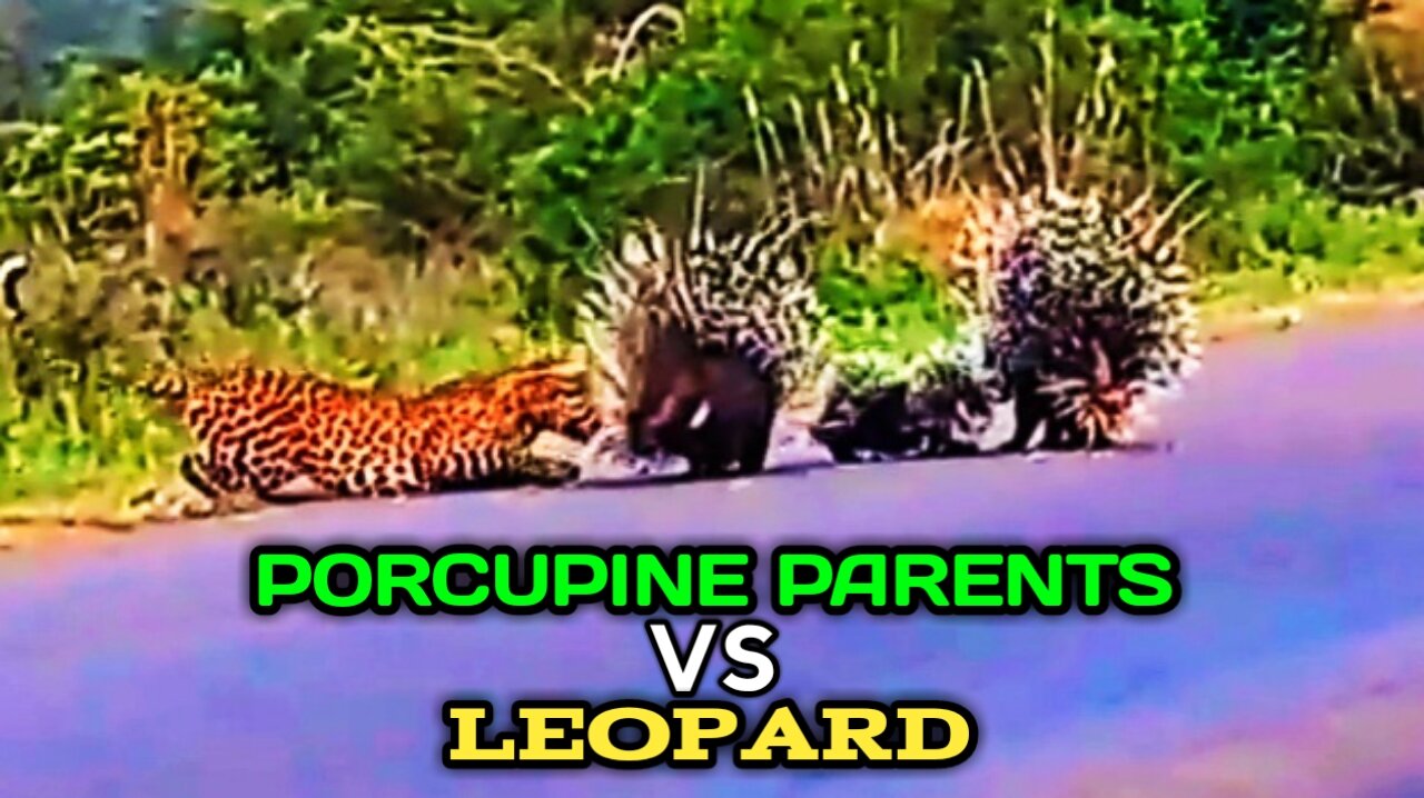 Porcupine Parents Protect Their Babies From Hungry Leopard |