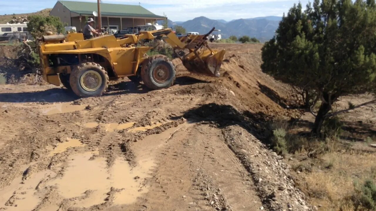 Steer Crazy Working the Dam